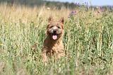CAIRN TERRIER 021